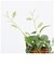 【当商品送料無料】光触媒 観葉植物 通販 フェイクグリーン おしゃれ 壁掛け フェイク 造花 吊り下げ ハンギング フック 壁 消臭 抗菌 防カビ