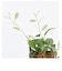 【当商品送料無料】光触媒 観葉植物 通販 フェイクグリーン おしゃれ 壁掛け フェイク 造花 吊り下げ ハンギング フック 壁 消臭 抗菌 防カビ