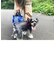 【当商品送料無料】ルートート ショルダーバッグ 通販 ROOTOTE 1128 犬 お散歩バッグ ショルダー トートバッグ ミニトート サブバッグ
