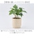 【当商品送料無料】植木鉢 プラスチック 丸型 通販 SK ステップ 12xH12 鉢 約 3.5号 鉢カバー プランター プラポット