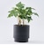 【当商品送料無料】植木鉢 プラスチック 丸型 通販 SK ステップ 12xH12 鉢 約 3.5号 鉢カバー プランター プラポット