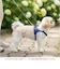 【当商品送料無料】ハーネス 小型犬 セーラー服 通販 犬用ハーネス 犬ハーネス ドッグハーネス 胴輪 犬 Marine マリン 犬用 ペット用