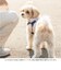 【当商品送料無料】ハーネス 小型犬 セーラー服 通販 犬用ハーネス 犬ハーネス ドッグハーネス 胴輪 犬 Marine マリン 犬用 ペット用
