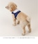 【当商品送料無料】ハーネス 小型犬 セーラー服 通販 犬用ハーネス 犬ハーネス ドッグハーネス 胴輪 犬 Marine マリン 犬用 ペット用