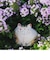 にったりねこ（中）