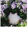 にったりねこ（中）