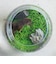 聖新陶芸　育てる水草　L　GD813