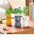 聖新陶芸　コロコロキャット　GD1026－2　バジル