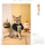 【2027年版・日めくり】　ONDORI　猫めくりリフィル