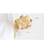 ドロップス パスケース 定期入れ チェーンストラップ付き【かわいいデザイン！本革のやわらかな風合い】