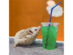 Moff animal cafe