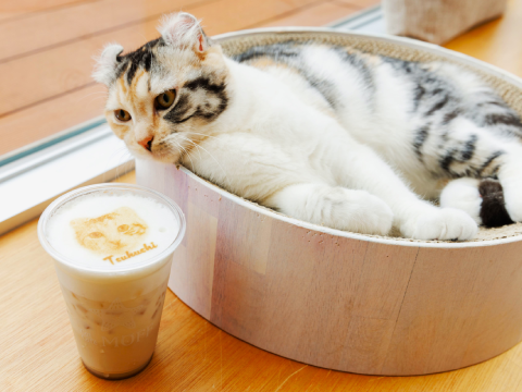 Cat Café MOFF