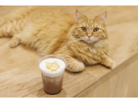 Cat Café MOFF