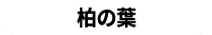 카시와 잎