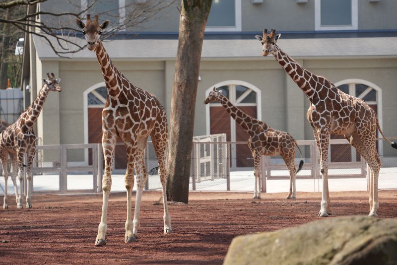 多摩動物公園 キリン