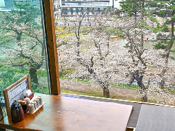 シダレザクラ